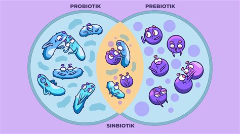 Schéma propojení probiotik, prebiotik a pupalkového oleje v Pangaminu
