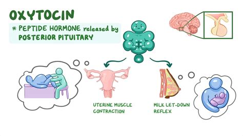 grafické znázornění hormonů ovlivňujících laktaci: prolaktin a oxytocin