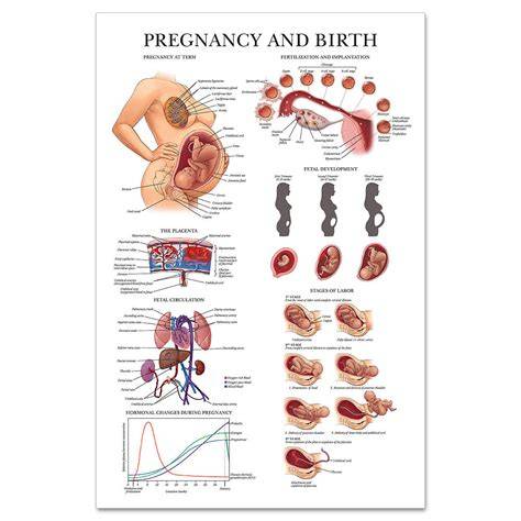 Infografika: Anatomie vejcovodů a typy mimoděložného těhotenství