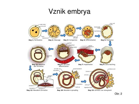 schéma znázorňující děložní sliznici a proces implantace embrya