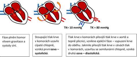 Infografika: Anatomie a fyziologie kontraktility srdce, elektrický systém a fáze srdečního cyklu