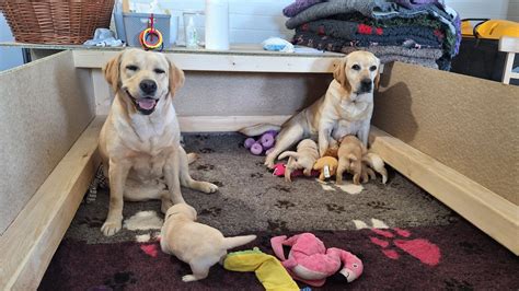 ilustrace štěňat v porodní bedně