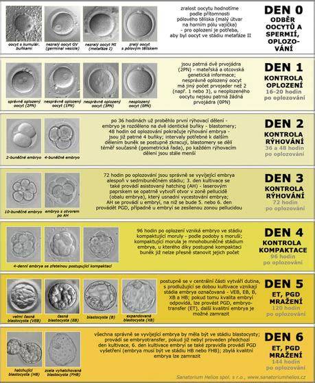 Infografika: Fáze vývoje embrya od oplození po blastocystu a klíčové ukazatele hodnocení