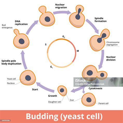 Ilustrace znázorňující proces asistované reprodukce