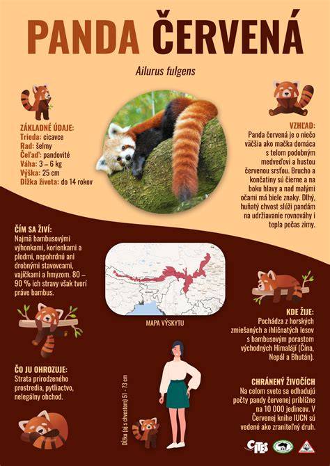 Infografika: Přehled velikostí plenek Panda a jejich použití