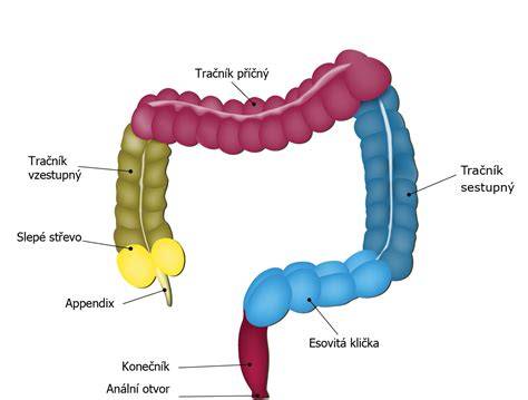 Schéma anatomie konečníku a lokalizace hemoroidů