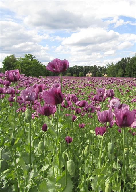 maková pole