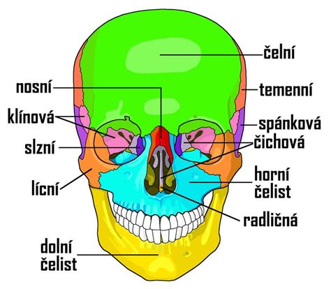 Schematické znázornění lebky s vyznačenými švy a typy kraniosynostóz