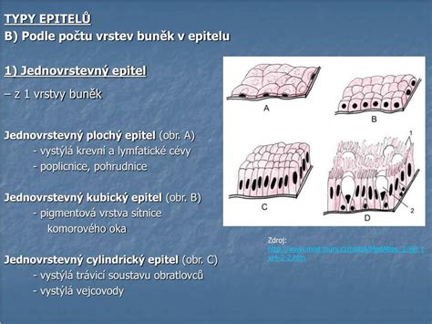 Infografika znázorňující základní typy epitelů: jednovrstevný vs. vícevrstevný, tvary buněk, rohovatění