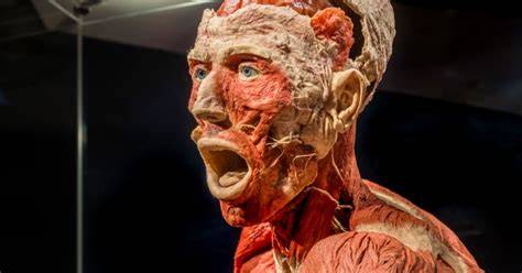 Infografika: Hlavní body expozice BODY WORLDS