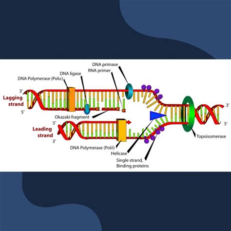 Ilustrace správného dýbání postýlky a roštového dna