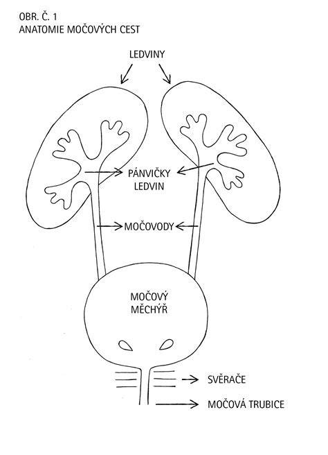 Schéma anatomie močových cest a umístění DJ-stentu
