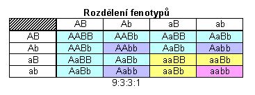 infografika znázorňující tři možné kombinace alel a jejich vliv na poměr pohlaví potomků
