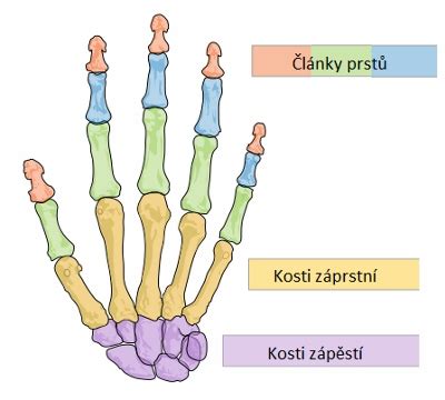 Kostra ruky a schematické znázornění článků prstů. Obrázek ukazuje zápěstní kosti, záprstní kosti a popisky článků prstů - palec má 2 články; ostatní prsty 3 články.