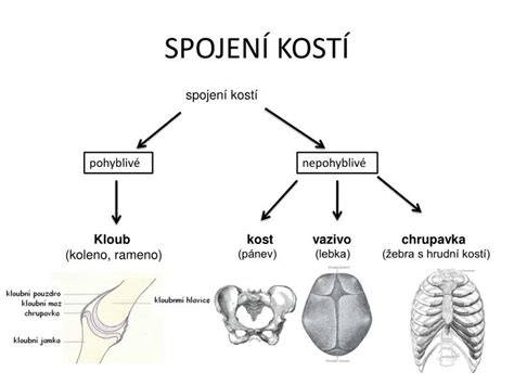 Infografika: Přehled žeber a jejich spojení s hrudní kostí