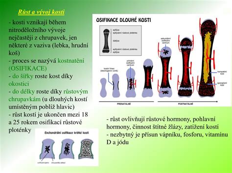 Schéma zobrazující vliv vápníku a vitamínu D na vývoj kostí plodu.