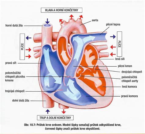 Vizualizace změn v srdci novorozence po porodu.