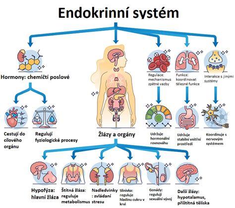 Infografika: struktura a funkce placenty, krvetvorba a endokrinní sekrece
