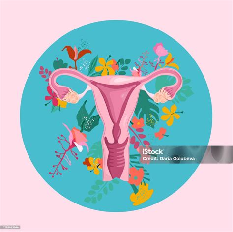 ilustrace anatomie dělohy a reprodukčních orgánů v procesu regenerace po porodu