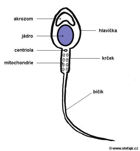 stavba spermie a bičíku - schéma