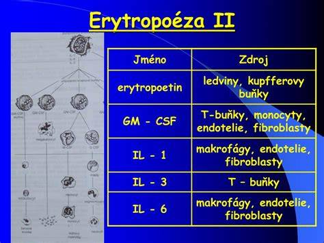 Infografika znázorňující vývoj erytrocytů: od proerytroblastu k retikulocytonu až k erytrocytu