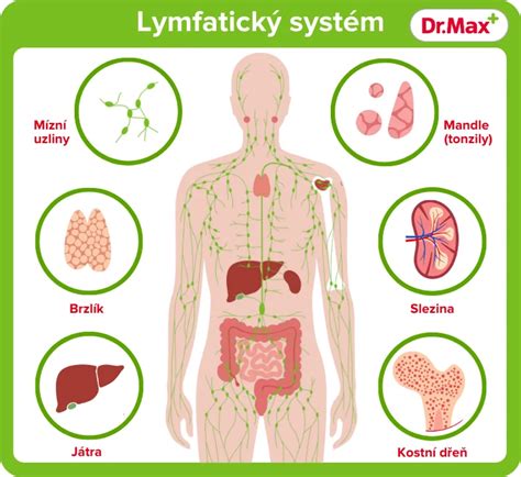 Schéma lymfatického systému s vyznačenými uzlinami a orgány