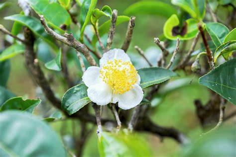 Infografika: Rozdělení rodu Camellia a čajovník čínský vs. čajovník assamský