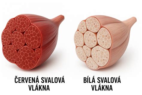 grafické znázornění nervových zakončení a svalových vláken