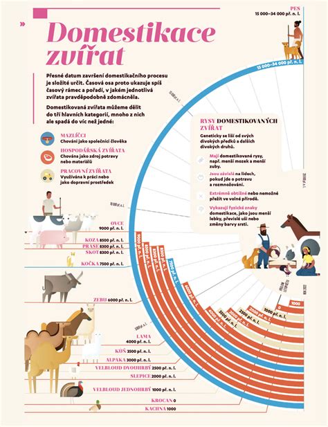 Infografika: HCG a časová osa těhotenství