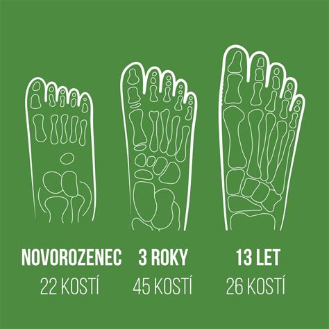 Grafické znázornění vývoje dětské nohy od narození do dospělosti, s vyznačením procesu osifikace a formování klenby.