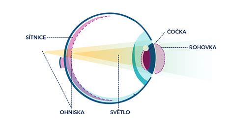 Ilustrace: role DHA v mozku a sítnici oka