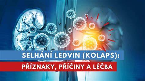 Infografika: funkce ledvin a mechanismy selhání