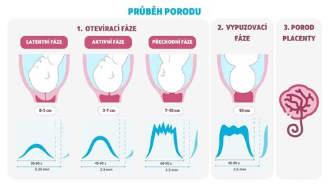 infografika znázorňující fáze porodu