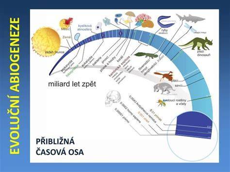 Schéma: vývoj držení těla a páteře během prvního roku života