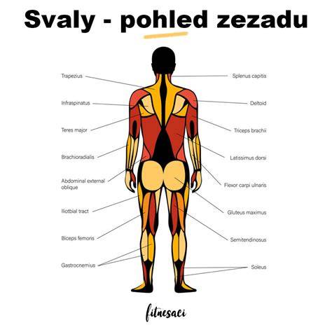 Schéma anatomie M-polohy a podpory zad v erg. nosítku