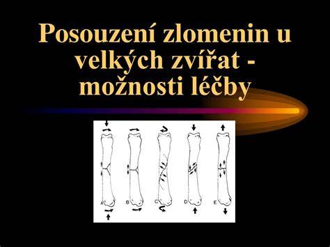 Infografika: Základní pohled na typy zlomenin a možnosti léčby u malých zvířat