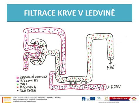 schematické znázornění ledvin a jejich filtrace krve s vylučováním cukru