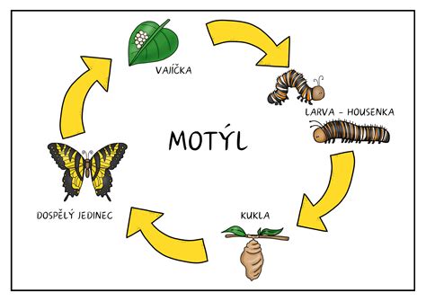 Infografika: Životní cyklus žraloka - od páření po porod a vývoj mláďat