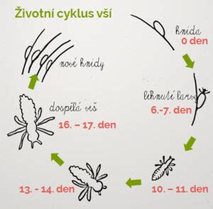 Infografika: cyklus vši dětské a tipy na rozpoznání