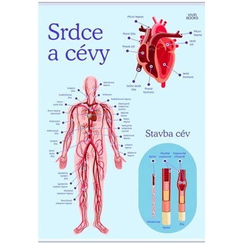 Infografika znázorňující vliv horké vody na cévy a srdce