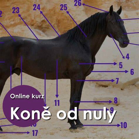 Infografika: Fázování březosti koně (od početí po porod)