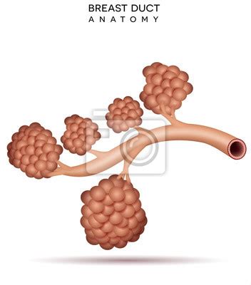 Obrázek: anatomie prsou během těhotenství a potřeba podpory