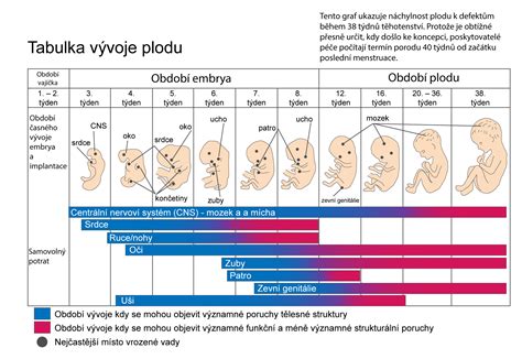Schéma vývoje plodu v druhém trimestru těhotenství