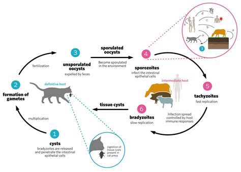 Schéma životního cyklu Toxoplasma gondii