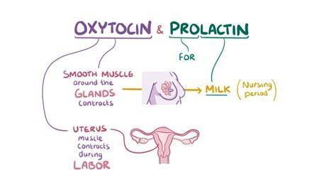 Infografika: etapy kojení a hormony (kolostrum, prolaktin, oxytocin)
