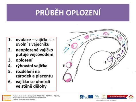 Ilustrace procesu ovulace a putování vajíčka vejcovodem