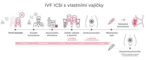 Ilustrace jednotlivých kroků procesu IVF s darovanými vajíčky.