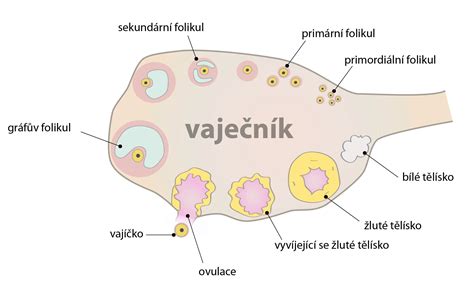 Schéma ženské reprodukční soustavy s vyznačenými vejcovody