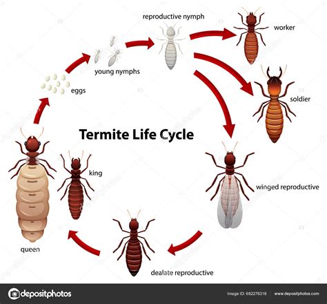 Ilustrace znázorňující neprůchodný vejcovod