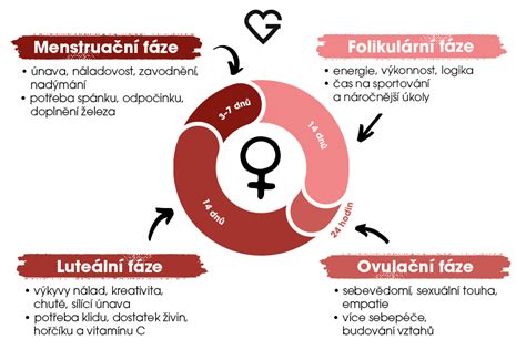 Infografika znázorňující ženský menstruační cyklus